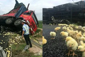 Truk celaka berisi ribuan anak ayam ini bikin iba