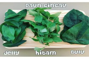 14 Manfaat daun cincau untuk kesehatan, ampuh bunuh sel tumor