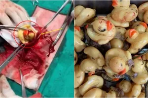 Telan 32 mainan bebek karet, seekor anjing harus dioperasi