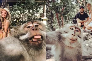 Terungkap, begini cara foto selfie dengan monyet di Bali yang viral