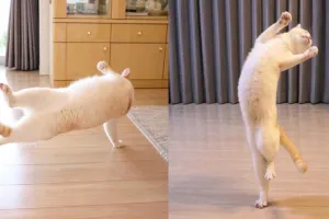 10 Bukti kucing miliki tubuh lentur bak penari, bikin nyengir
