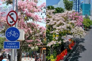 10 Potret Surabaya dimekari bunga tabebuya, indah bak di Jepang