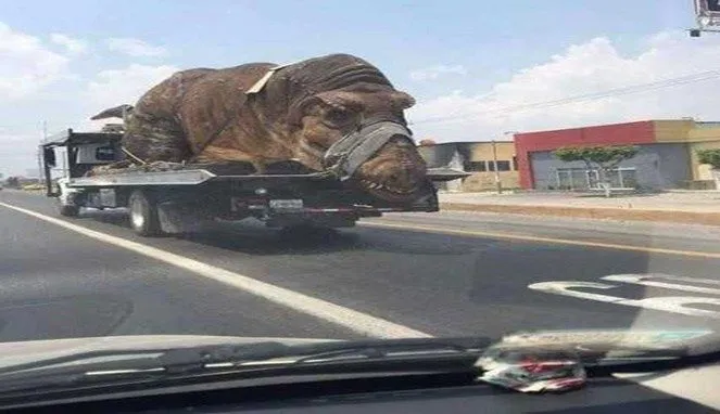 benda nyeleneh dibawa truk © 2019 1cak.com benda nyeleneh dibawa truk © 2019 1cak.com