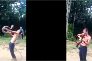Detik-detik pawang ular digigit kobra saat beraksi, berakhir tragis