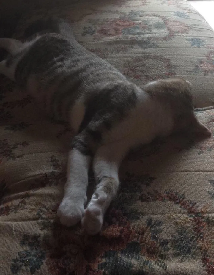 Pose tidur kucing © 2020 brilio.net Pose tidur kucing © 2020 brilio.net