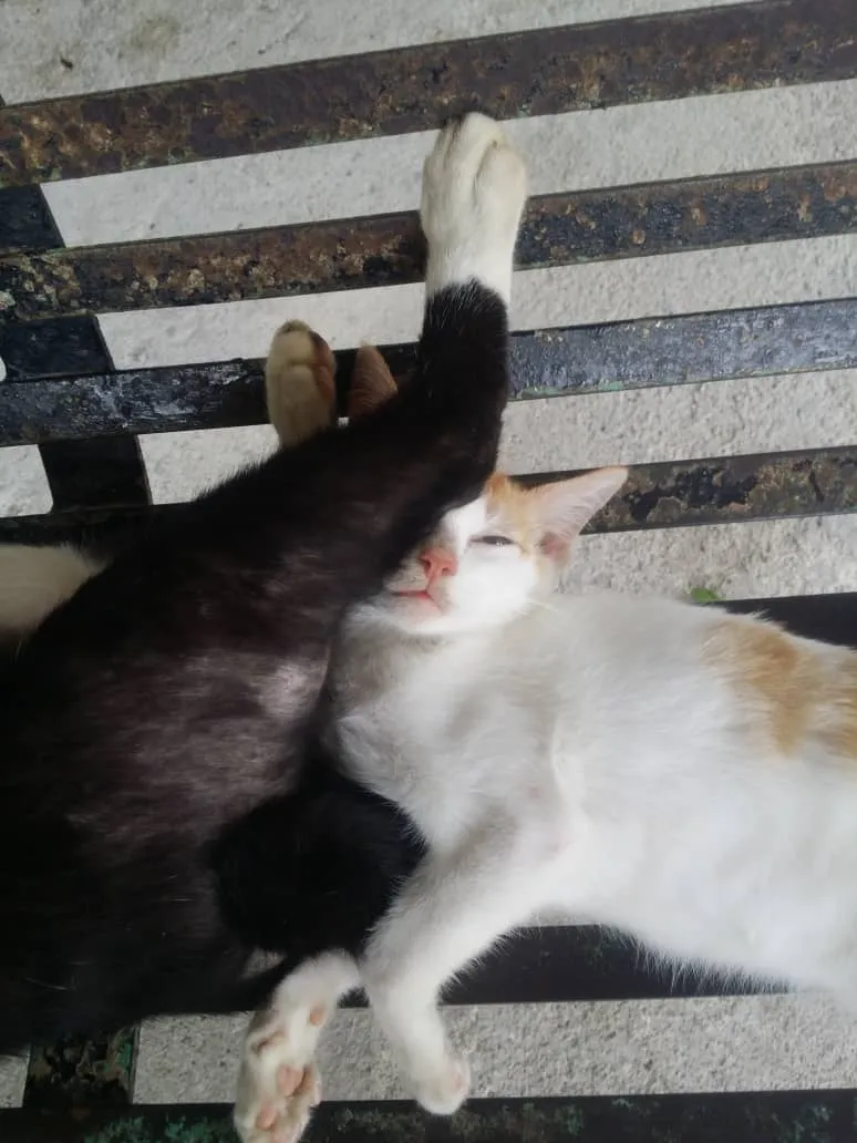 Pose tidur kucing © 2020 brilio.net Pose tidur kucing © 2020 brilio.net