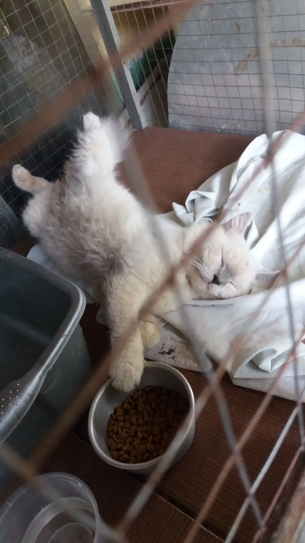 Pose tidur kucing © 2020 brilio.net Pose tidur kucing © 2020 brilio.net