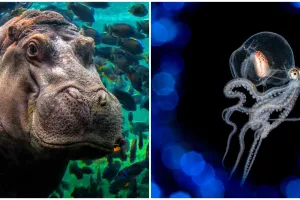 10 Potret hasil kontes fotografi laut ini bikin melongo