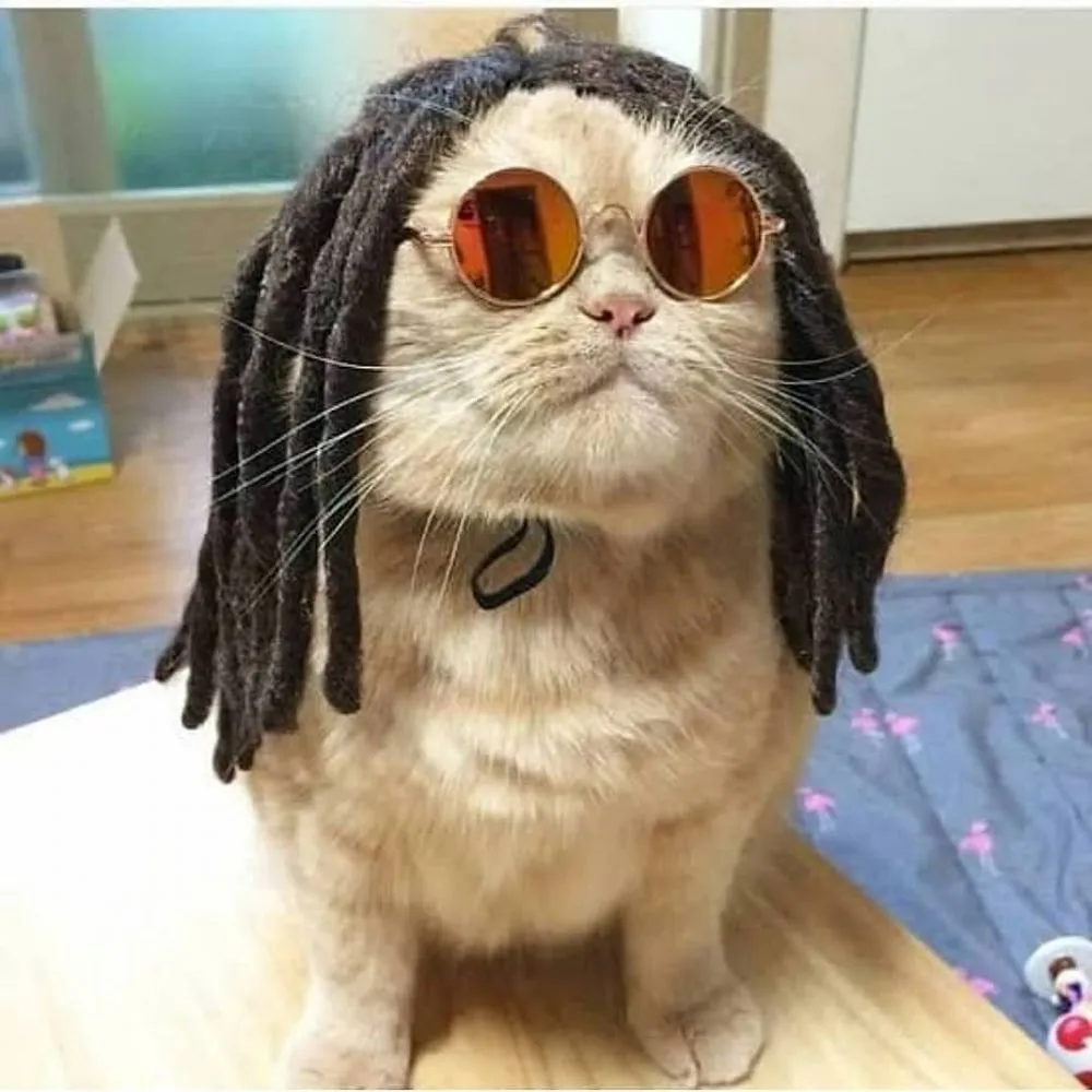 Kucing Berdandan berbagai sumber Kucing Berdandan berbagai sumber