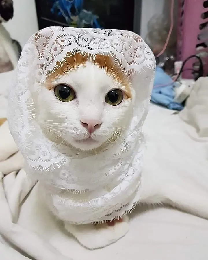 Kucing Berdandan berbagai sumber Kucing Berdandan berbagai sumber