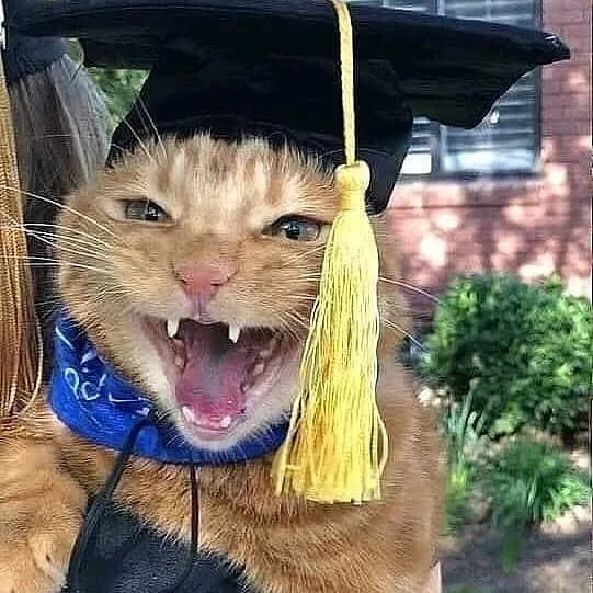 Kucing Berdandan berbagai sumber Kucing Berdandan berbagai sumber