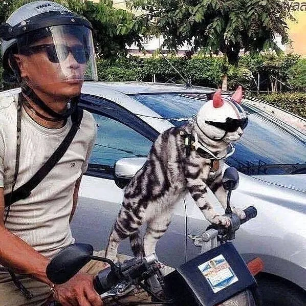 Kucing Berdandan berbagai sumber Kucing Berdandan berbagai sumber