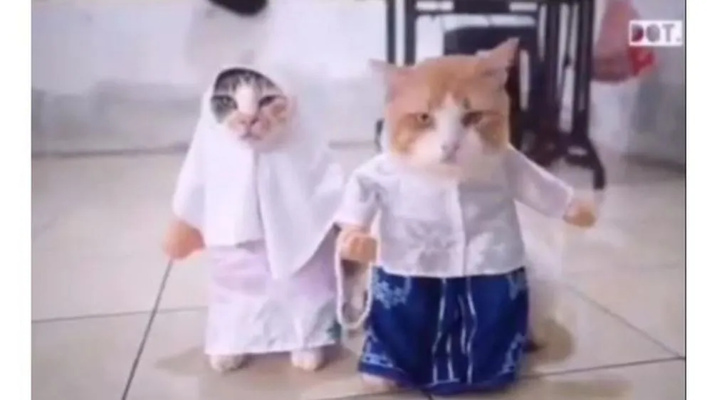 Kucing Berdandan berbagai sumber Kucing Berdandan berbagai sumber