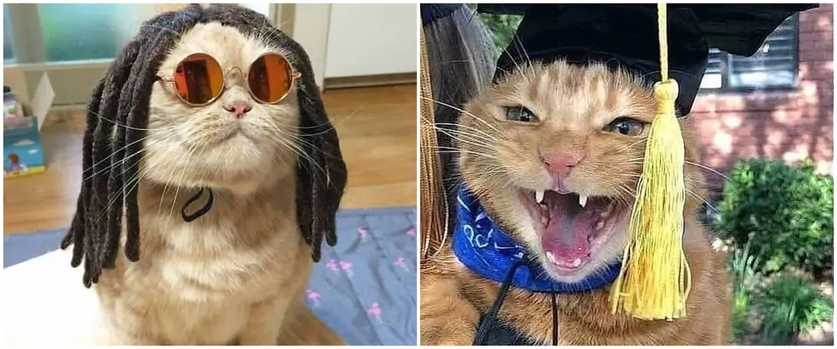 8 Kucing ini didandani nyeleneh bikin tampilannya jadi kocak