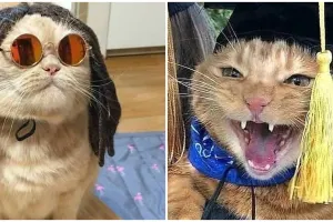 8 Kucing ini didandani nyeleneh bikin tampilannya jadi kocak