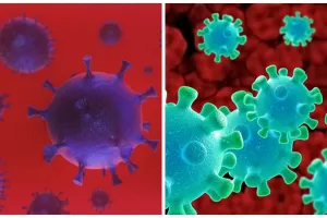 Darah pasien sembuh Corona bisa obati orang lain, ini penjelasannya