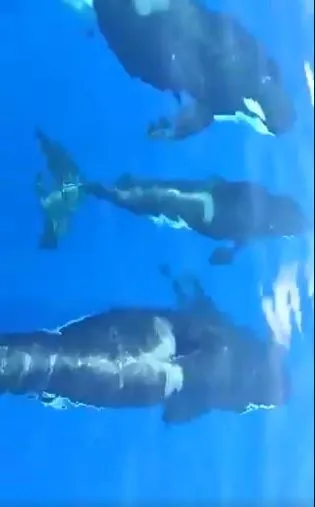 Paus orca di Anambas © 2020 brilio.net