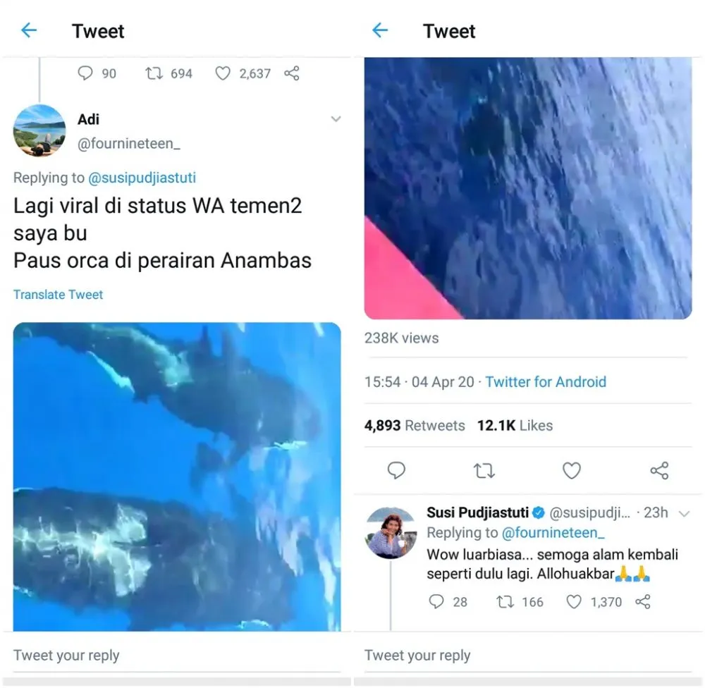 Paus orca di Anambas © 2020 brilio.net