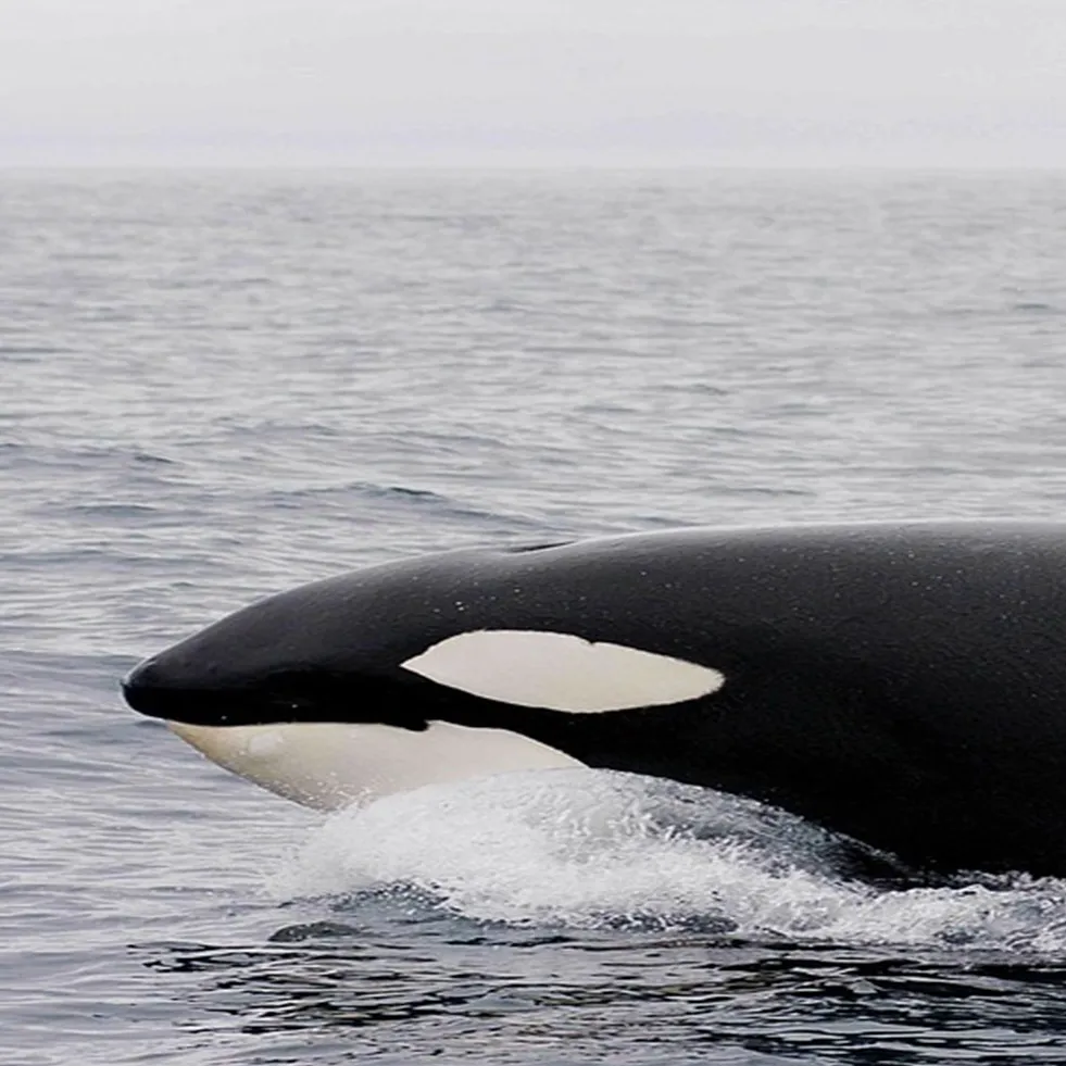 Video penampakan langka Paus Orca di Perairan Anambas