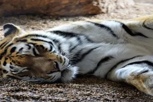 Harimau di kebun binatang positif corona tertular dari pawangnya