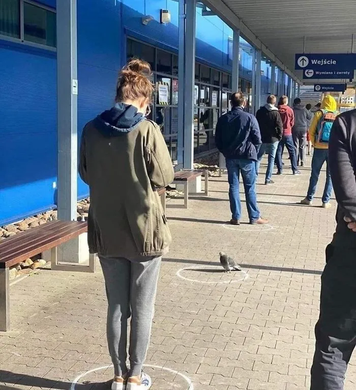 Potret binatang mengikuti social distancing boredpanda Potret binatang mengikuti social distancing boredpanda