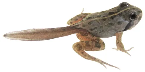 Metamorfosis katak Istimewa Metamorfosis katak Istimewa