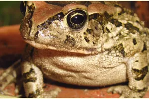 Metamorfosis katak, lengkap dengan penjelasan, proses dan gambar