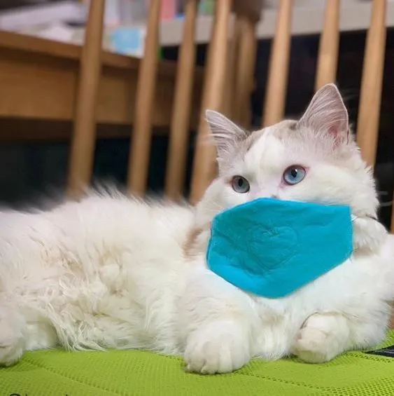 10 Penampakan kucing pakai masker Instagram 10 Penampakan kucing pakai masker Instagram