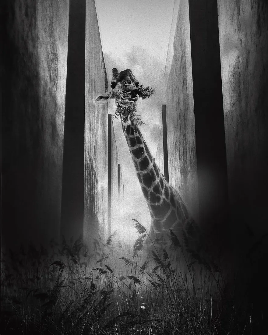 Gambaran jika karantina tidak pernah berakhir  boredpanda