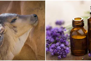 4 Mitos 'obat' virus corona paling nyeleneh, ada urine sapi