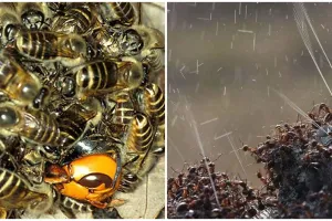 6 Penampakan serangga ini bikin kamu bergidik ngeri