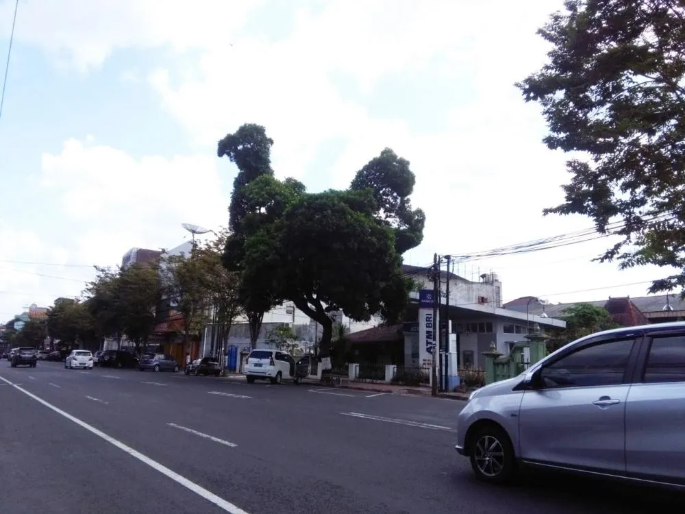 pohon besar mirip ayam © 2020 brilio.net