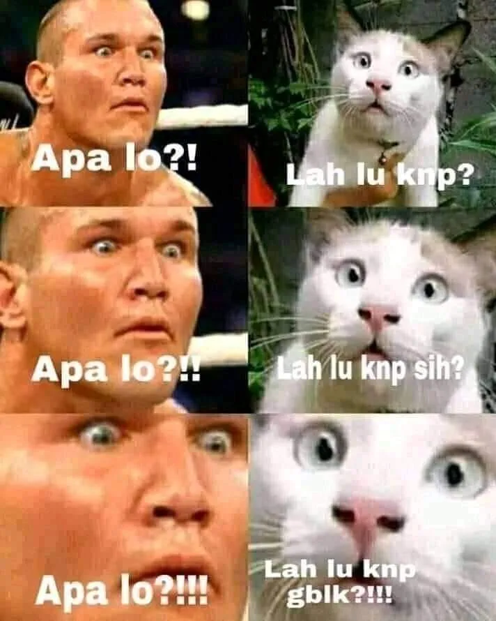 meme lucu ekspresi kucing © 2020 instagram.com meme lucu ekspresi kucing © 2020 instagram.com
