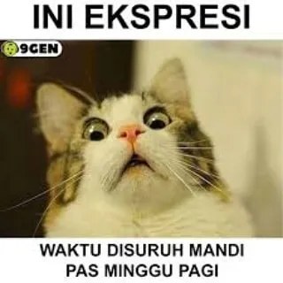 meme lucu ekspresi kucing © 2020 instagram.com meme lucu ekspresi kucing © 2020 instagram.com