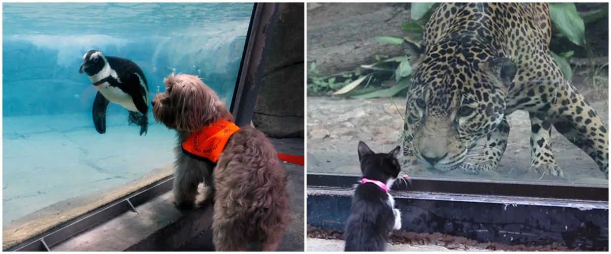 10 Momen lucu ketika hewan peliharaan diajak ke kebun binatang