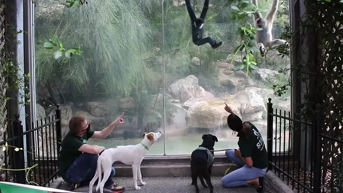 Momen hewan peliharaan kebun binatang Berbagai sumber Momen hewan peliharaan kebun binatang Berbagai sumber