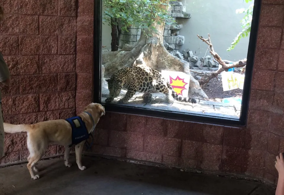 Momen hewan peliharaan kebun binatang Berbagai sumber Momen hewan peliharaan kebun binatang Berbagai sumber