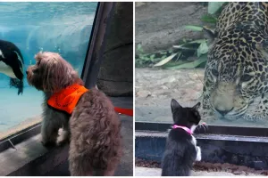 10 Momen lucu ketika hewan peliharaan diajak ke kebun binatang