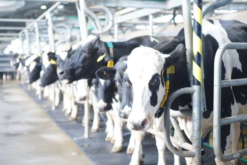 KIN Fresh Yogurt © 2020 brilio.net