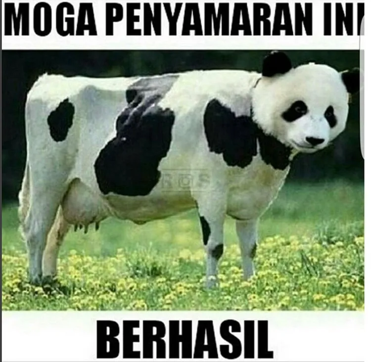 meme lucu sapi kurban berbagai sumber meme lucu sapi kurban berbagai sumber