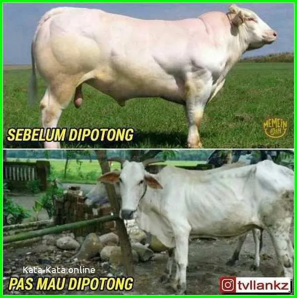 meme lucu sapi kurban berbagai sumber meme lucu sapi kurban berbagai sumber