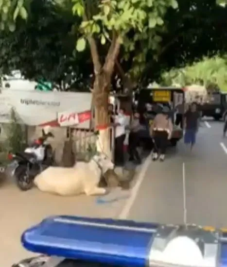 sapi kurban amuk polisi Instagram sapi kurban amuk polisi Instagram