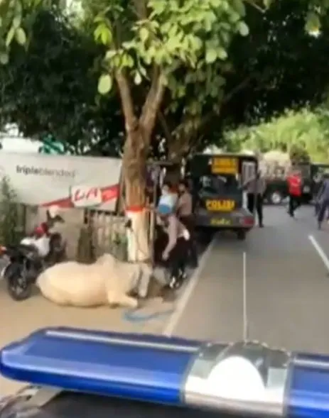 sapi kurban amuk polisi Instagram sapi kurban amuk polisi Instagram