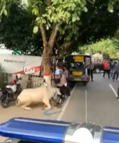 sapi kurban amuk polisi Instagram sapi kurban amuk polisi Instagram