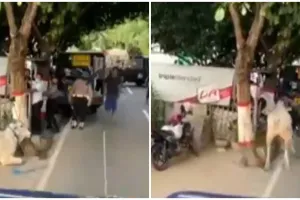 Viral sapi kurban mengamuk seruduk polisi, ini 5 potretnya