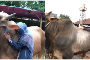 Momen lucu 3 seleb saat Idul Adha, hewan kurbannya dikasih nama lucu