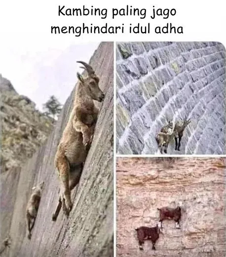 10 Meme lucu cara kambing kabur © 2020 brilio.net 10 Meme lucu cara kambing kabur © 2020 brilio.net