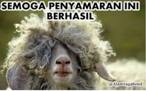 10 Meme lucu cara kambing kabur © 2020 brilio.net 10 Meme lucu cara kambing kabur © 2020 brilio.net
