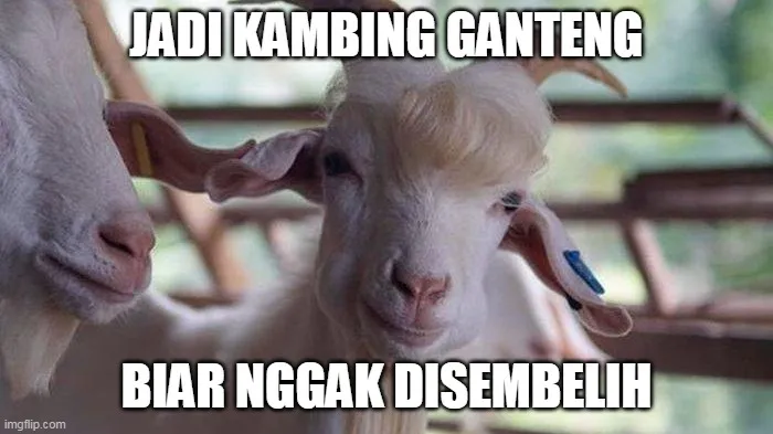10 Meme lucu cara kambing kabur © 2020 brilio.net 10 Meme lucu cara kambing kabur © 2020 brilio.net