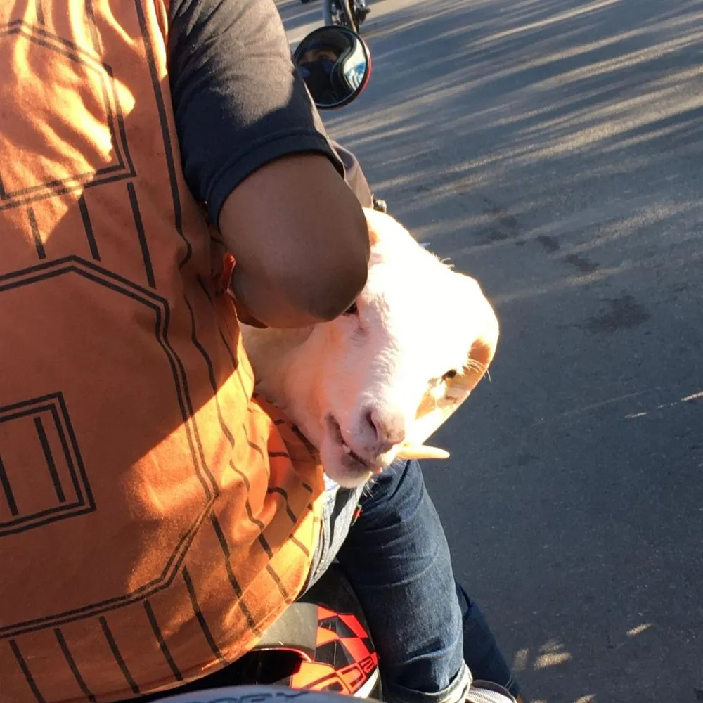 potret lucu bawa kambing Twitter potret lucu bawa kambing Twitter